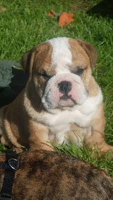 Au nid des cigognes - Bulldog anglais chiot