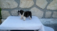 CHIOT